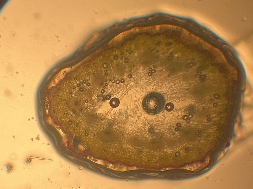 Mikroskopierkurs der 5.-NW-Klassen